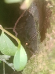 Azilia affinis