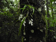 Dendrobium anamalayanum