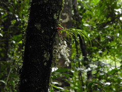 Dendrobium anamalayanum