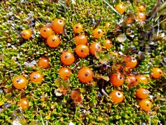 Coprosma perpusilla perpusilla