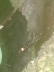 Azilia affinis