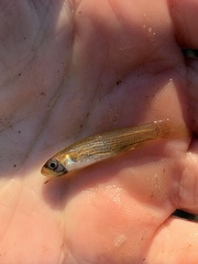 Fundulus dispar
