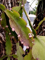 Rhipsalis pachyptera