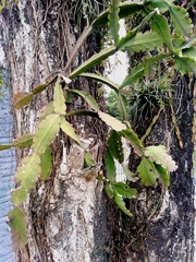 Rhipsalis pachyptera