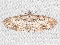 Eupithecia graefii