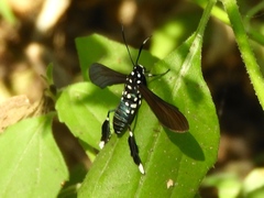 Horama plumipes