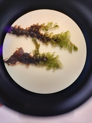 Bryum laevigatum