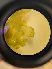 Bryum laevigatum