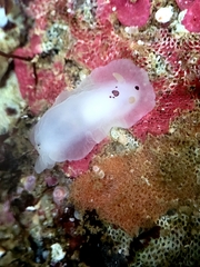 Dendrodoris nigromaculata