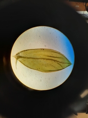 Bryum laevigatum