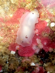 Dendrodoris nigromaculata