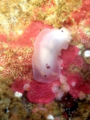 Dendrodoris nigromaculata