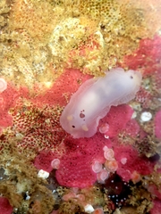 Dendrodoris nigromaculata