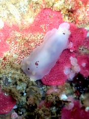 Dendrodoris nigromaculata