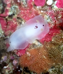 Dendrodoris nigromaculata