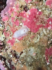 Dendrodoris nigromaculata