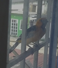 Icterus gularis