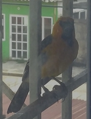 Icterus gularis