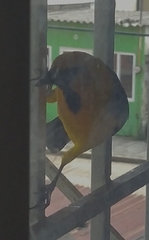 Icterus gularis