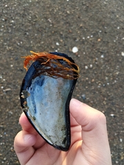 Mytilus edulis