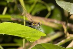 Austroargiolestes amabilis