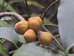 Dysoxylum oppositifolium