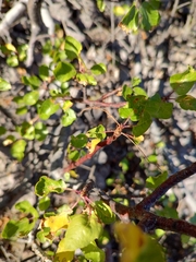 Bursera epinnata