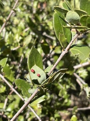 Dryocosmus minusculus