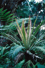 Blechnum gibbum