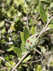 Dryocosmus minusculus