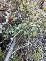 Ribes viburnifolium