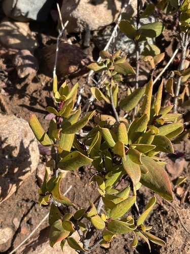 Berberis claireae (Berberis claireae)