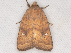 Pseudorthodes irrorata