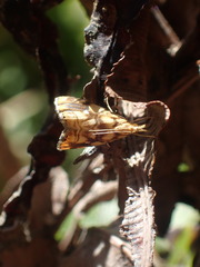 Glaucocharis selenaea