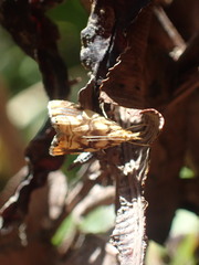 Glaucocharis selenaea