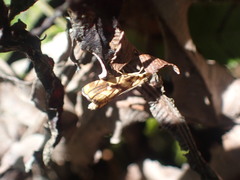 Glaucocharis selenaea