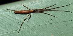 Tetragnatha demissa
