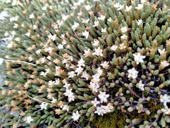 Kelleria dieffenbachii
