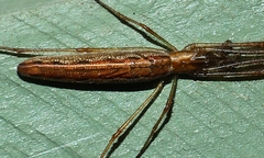 Tetragnatha demissa