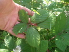 Rubus erythrops