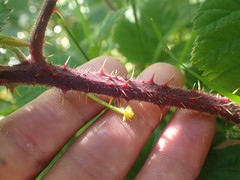 Rubus erythrops