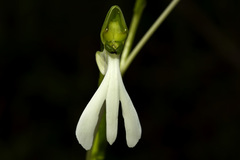 Habenaria longicorniculata