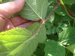 Rubus erythrops