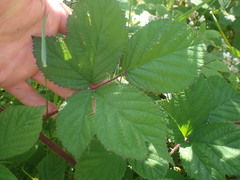 Rubus erythrops