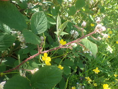 Rubus erythrops
