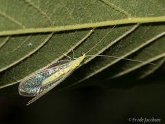 Chrysopa quadripunctata