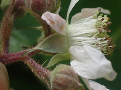 Rubus erythrops