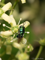 Euperilampus triangularis