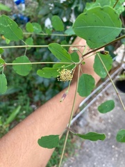 Porophyllum punctatum