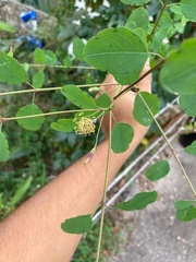 Porophyllum punctatum